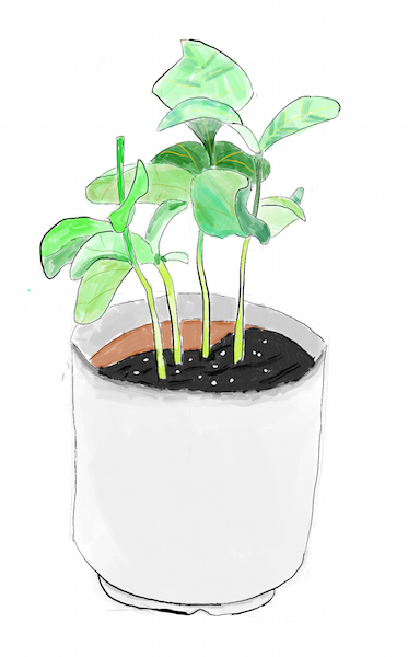 A drawing of a plant in a cup